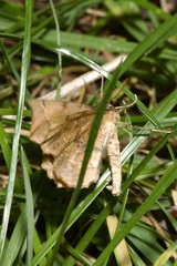 Artiora evonymaria