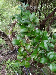 Syzygium