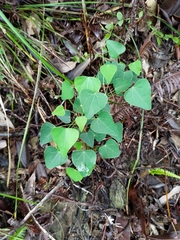 Pericampylus glaucus