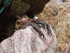 Nestor notabilis