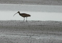 Numenius madagascariensis