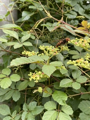 Vespa analis insularis