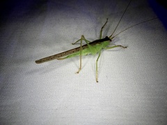 Xiphidiopsis subpunctata