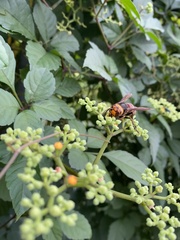 Vespa analis insularis