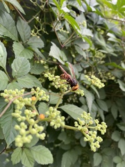 Vespa analis insularis