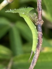 Macroglossum pyrrhosticta