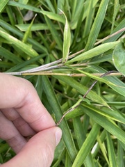 Macroglossum pyrrhosticta