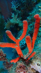 Clathria calla