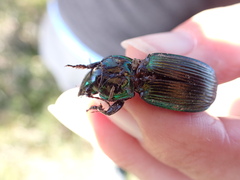 Megadromus antarcticus