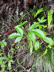 Melicope pteleifolia