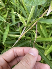 Macroglossum pyrrhosticta