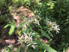 Doellingeria sericocarpoides