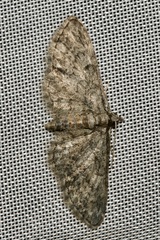 Eupithecia inturbata
