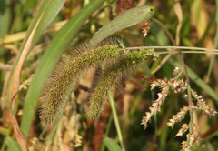 Setaria verticillata