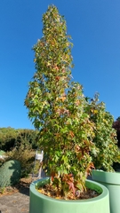 Liquidambar styraciflua
