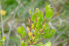 Persoonia