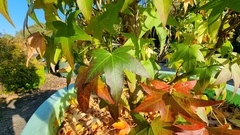 Liquidambar styraciflua