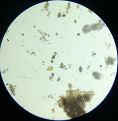 Paramecium bursaria