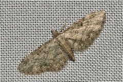 Eupithecia inturbata