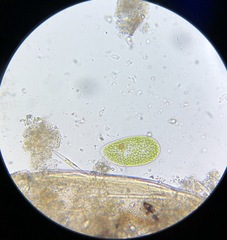 Paramecium bursaria