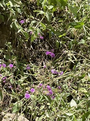 Vernonia greggii