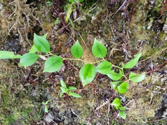 Smilax china