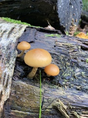 Galerina