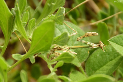 Empusa fasciata