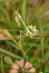 Empusa fasciata