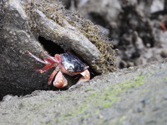 Metopograpsus