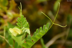 Vicia grandiflora