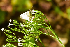 Euchloe ausonia