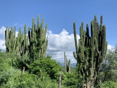 Pachycereus pecten-aboriginum