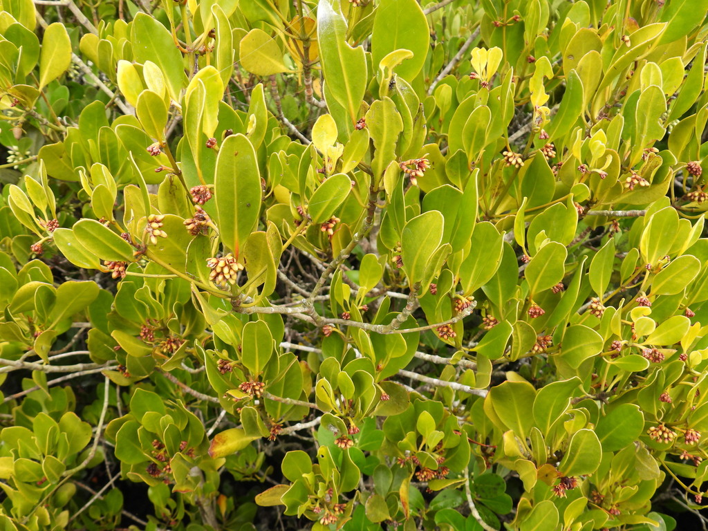 smooth-fruited yellow mangrove from Brisbane QLD, Australia on October ...