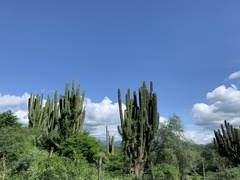 Pachycereus pecten-aboriginum