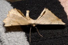Artiora evonymaria