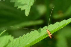 Nemophora