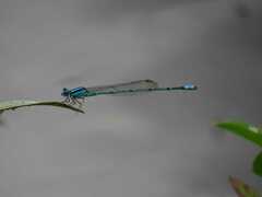 Pseudagrion australasiae