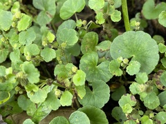 Hydrocotyle nepalensis