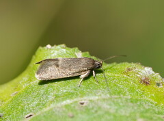 Leistomorpha brontoscopa