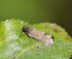 Leistomorpha brontoscopa