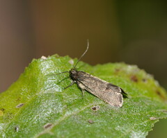 Leistomorpha brontoscopa