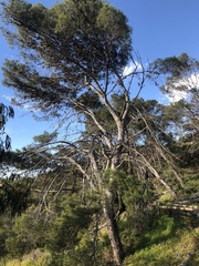 Pinus halepensis