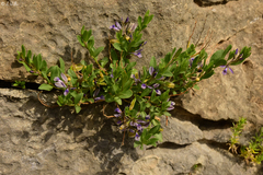Polygala supina