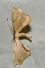Artiora evonymaria