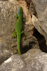 Lacerta viridis