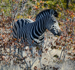 Equus quagga