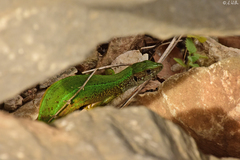 Lacerta viridis