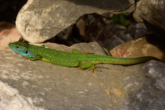 Lacerta viridis