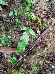 Grypothrix triphylla